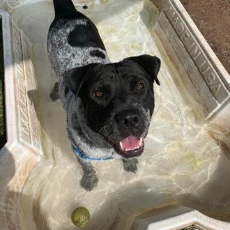 ¿No hay una piscina para perros en un día de …