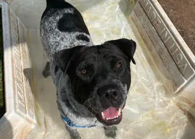 ¿No hay una piscina para perros en un día de mucho calor? Este locuelo tiene la solución :-)