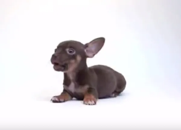 ¿Es tu cumple o quieres felicitarle el cumple a alguien? Los perros cantantes te lo ponen fácil