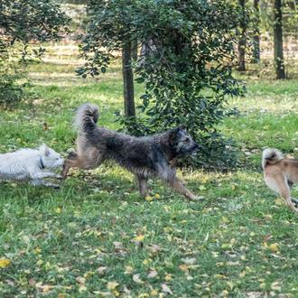 Los tests de ADN para combatir el incivismo o el …