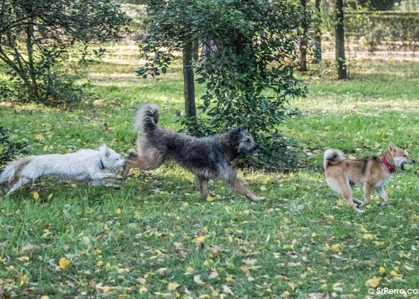 Los tests de ADN para combatir el incivismo o el abandono no son eficaces, dictamina otro colegio de veterinarios