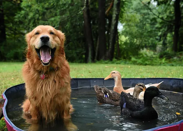 Un buenazo de Golden ejerce de madre y padre con un trío de patitos