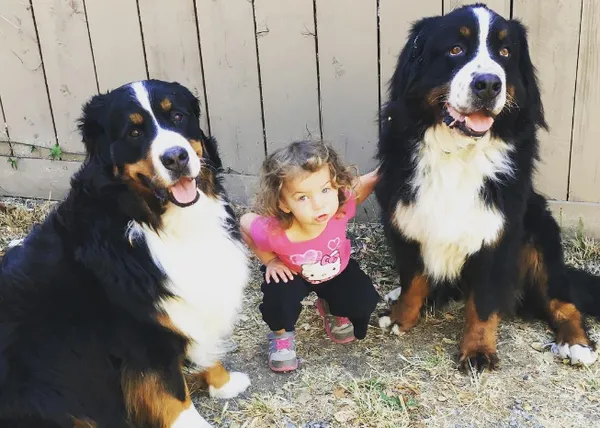 Nuevas estrellas en el instagram perri-humano: una niña y sus dos grandes compañeros de juegos