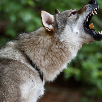 La (peligrosa) moda del Perro Lobo Checoslovaco: un perro tan …
