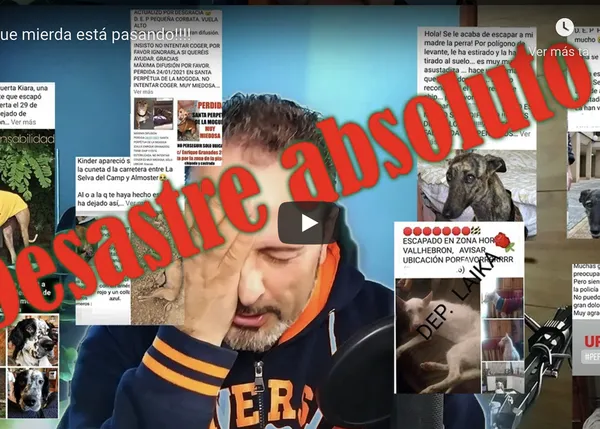 Cuidado, cuidado y cuidado: el duro mensaje de ARIA Rescate Animal al ver demasiados perros escapados y atropellados