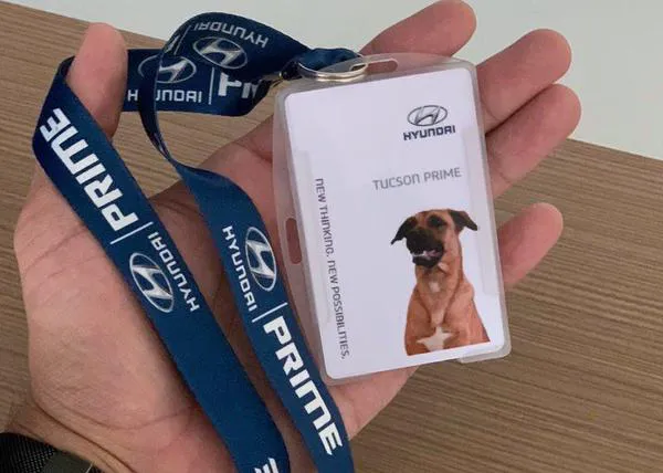 Un perro callejero se acerca a un concesionario de coches... ¡y acaba siendo 