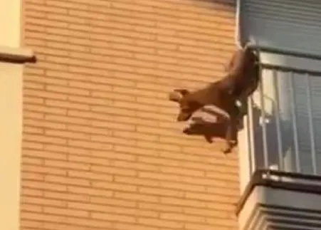 La policía comparte el vídeo de un perro lanzándose al vacío desde un balcón para escapar del calor