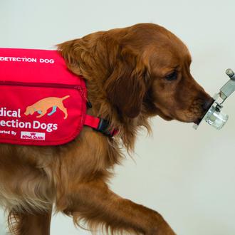 Perros detectores logran identificar el Parkinson con una precisión de …