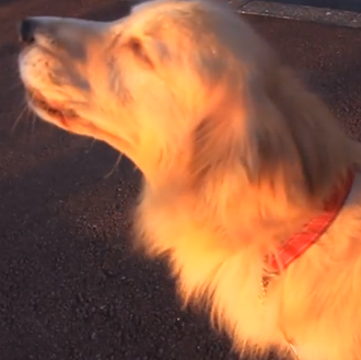 Los canes y las sirenas, algunos las imitan bien, otros …