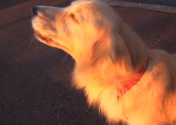 Los canes y las sirenas, algunos las imitan bien, otros no tan bien