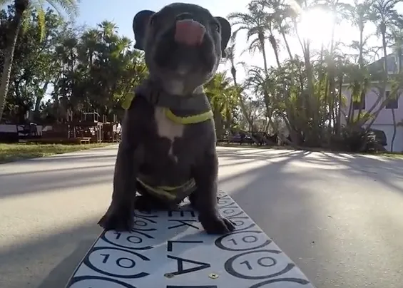 Cómo enseñar a un perro a ser skater.... versión cachorrote de Frenchie