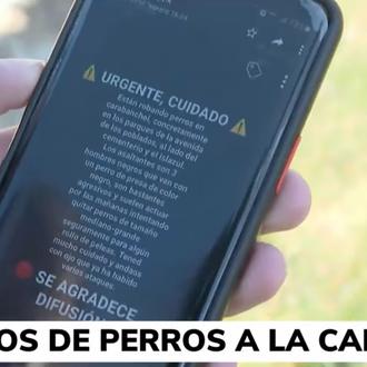 Sobre los robos de perros con violencia en parques de …