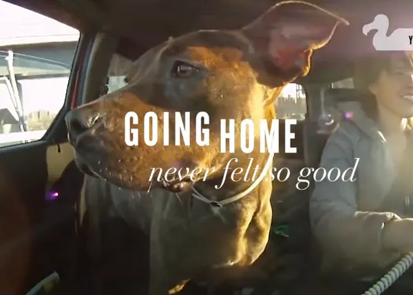 Camino a un nuevo hogar: canes adoptados felices al comenzar una nueva vida