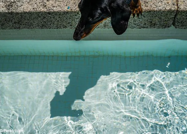 ¿Cuándo es la última vez que verificaste o actualizaste los datos del microchip de tu perro?