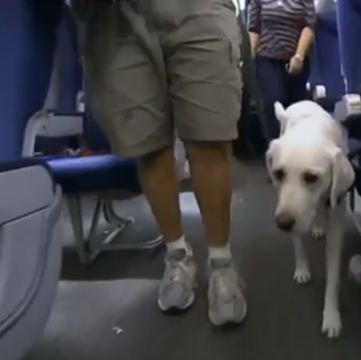 Animales de apoyo emocional, perros que -en contadas excepciones- vuelan …