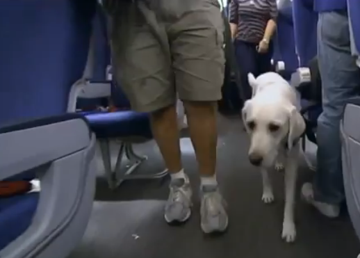 Animales De Apoyo Emocional Perros Que Si Pueden Volar Junto A Sus Duenos En Algunos Paises Srperro La Guia Para Animales Urbanos