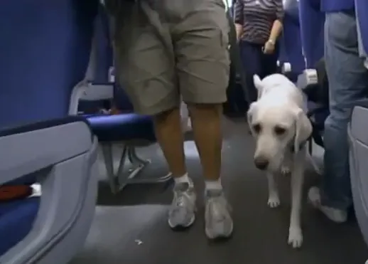 Animales de apoyo emocional, perros que -en contadas excepciones- vuelan junto a sus dueños (actualizado 2023)