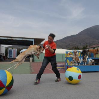 El circo de los perros adoptados, el 
