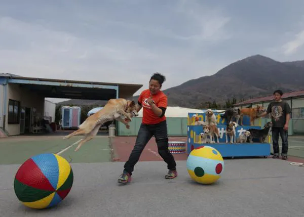 El circo de los perros adoptados, el 