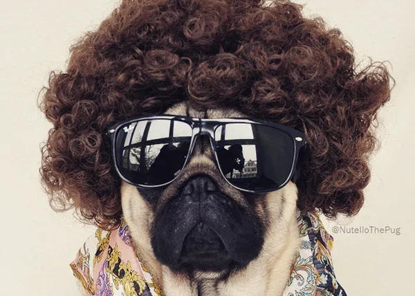 Nutello: el Carlino más dandy y fashion de todo instagram