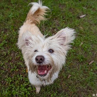 Comparte tus historias de amor perruno y ¡ayuda a las …