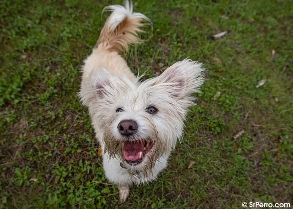 Comparte tus historias de amor perruno y ¡ayuda a las protectoras de animales! #MisionAmigosParaSiempre