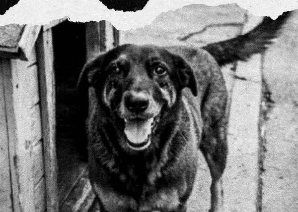 Movilizaciones masivas en Brasil contra el maltrato animal tras la muerte de un perro, brutalmente asesinado por unos adolescentes