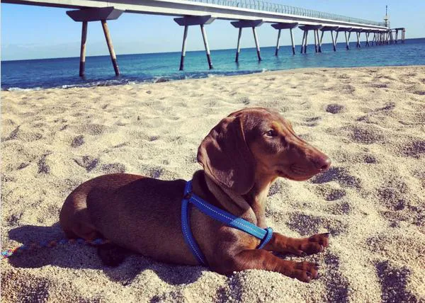 Las familias con perro en Badalona denuncian que, pese a las promesas del ayuntamiento, siguen sin playa canina