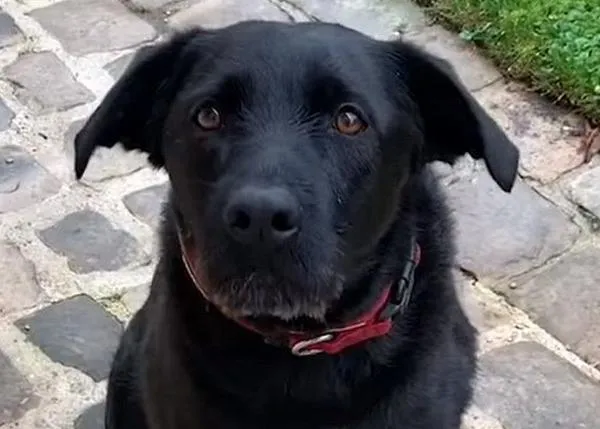 El mensaje de Nemo, el perro adoptado de Emmanuel Macron, para ayudar a sus congéneres