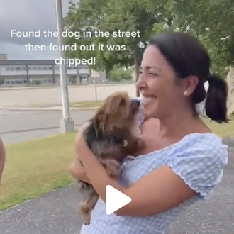 El emocionante momento en el que un perro perdido reconoce …