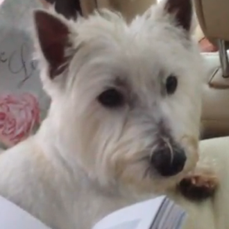 Momentos zen caninos: vídeos para fomentar el relax en los …