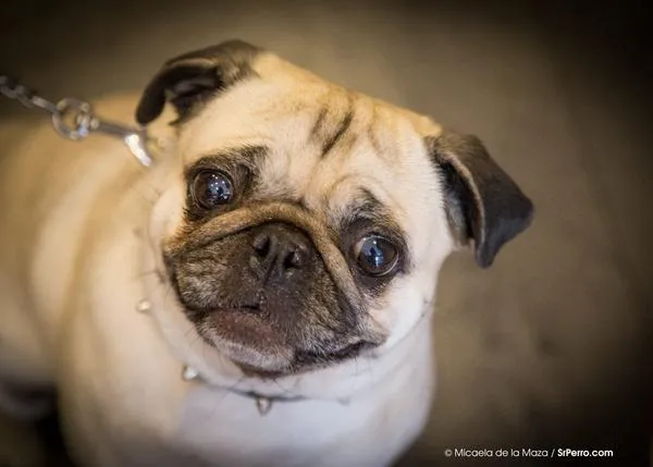 ¿Por qué es tan frecuente la diarrea en los perros? Causas y remedios