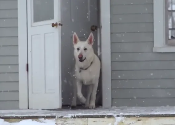 Savour every moment, el montaje del director: 8 minutos de animales disfrutando del momento