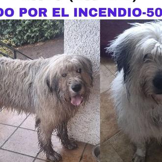 Información y carteles de perros perdidos debido a los incendios …