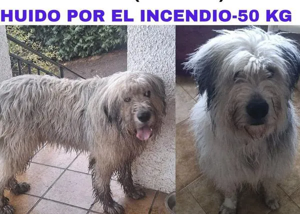 Información y carteles de perros perdidos debido a los incendios en Madrid y Ávila