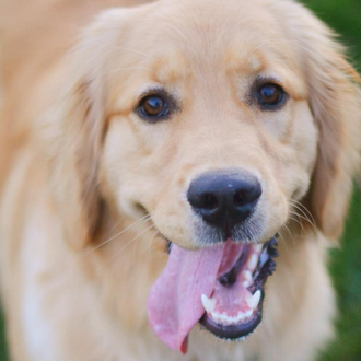 El achuchón perruno de una perra de alerta médica (aún …