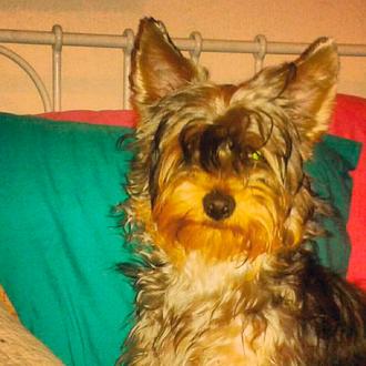 Hugo, un Yorkie imparable al que le gusta la fruta