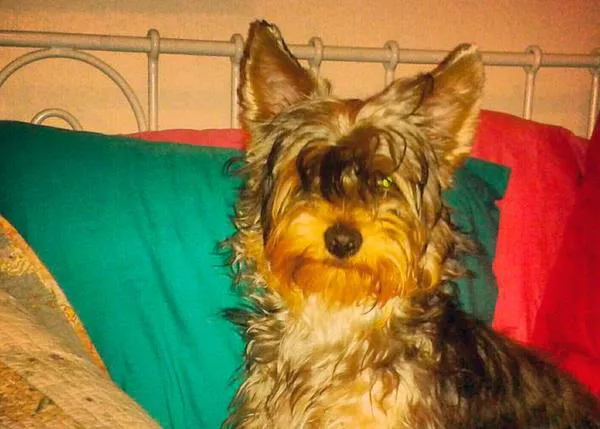 Hugo, un Yorkie imparable al que le gusta la fruta