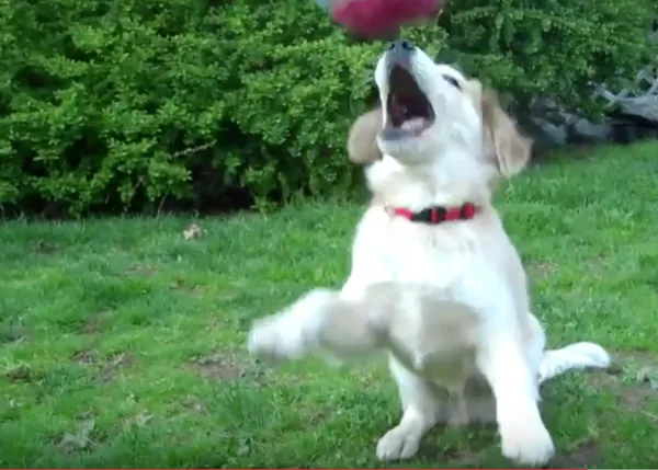 Cómo enseñar a un cachorrito a que atrape un juguete... ejem, casicasi