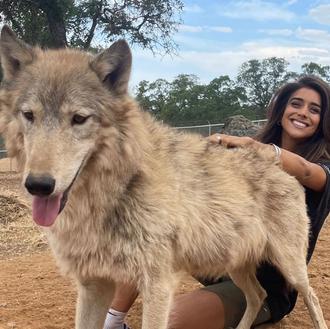 El santuario para perros lobo que, además, ofrece una experiencia …