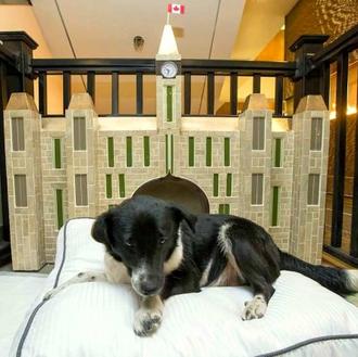 Hay hoteles que no sólo son perrunos sino que fomentan …