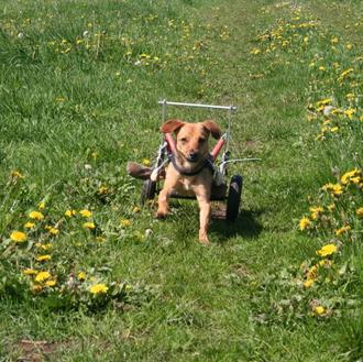 Perros felices y disfrutando en el campo... también en silla …