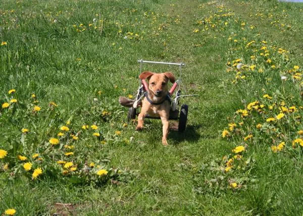 Perros felices y disfrutando en el campo... también en silla de ruedas