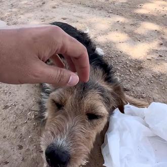 El ciclista José María López se topa con una perra …