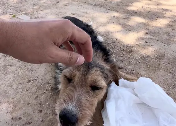 El ciclista José María López se topa con una perra abandonada en medio de la nada, la rescata y...  tiene en vilo a muchas personas