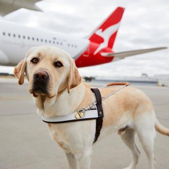 Solo los perros de asistencia pueden volar gratuitamente en cabina …