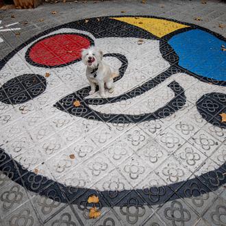 Barcelona con perro (suelto): las 