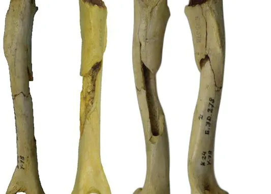 Uno de los perros domésticos más antiguos de Europa vivió en el País Vasco, hace 17.000 años