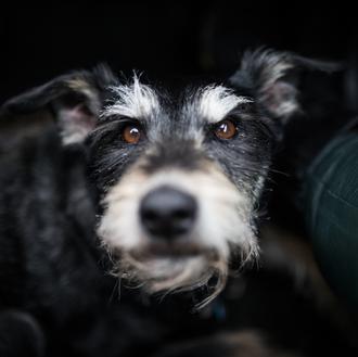 ¿Cómo retratar a perros negros? Pistas para evitar el efecto …