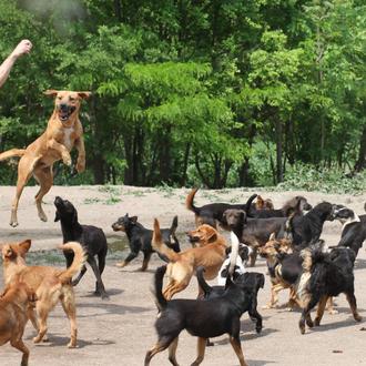 ¿El refugio perruno más feliz del mundo? 450 canes rescatados …